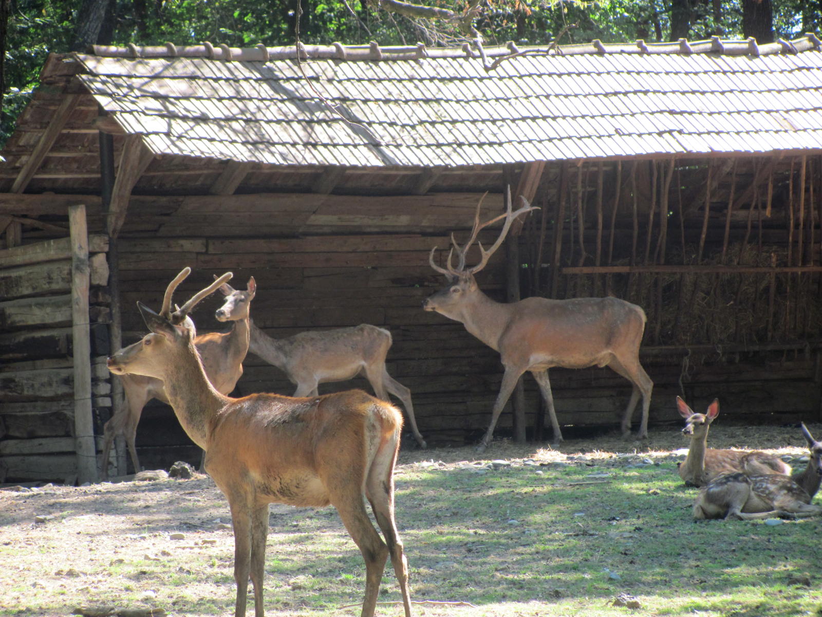 Cerbi în țarcul lor din grădina zoologică